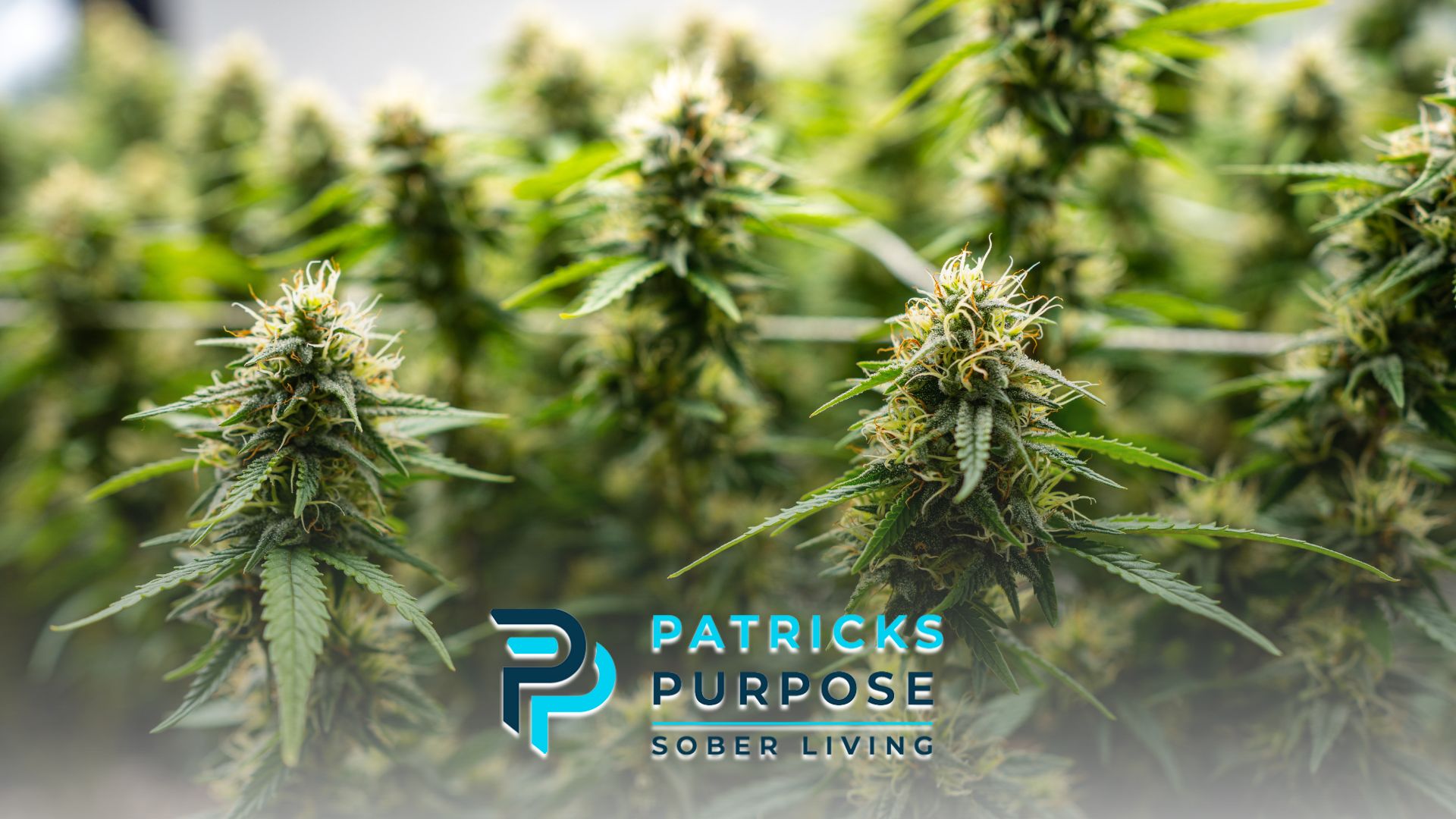 Cannabis-Friendly Sober Living